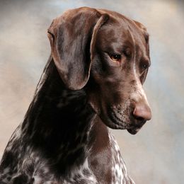 Sona (sew-nah) - German Shorthaired Pointer
