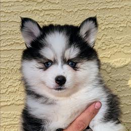 Penny - 2500 - Black and white female Pomsky puppy in Spring Hill, Florida from www.PuppyTimeEmporium.com