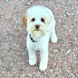 Tee Tee - Australian Labradoodle