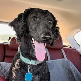 Poodles from Pickle Patch Poodles