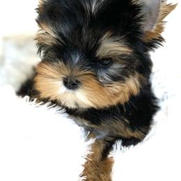 Yorkshire Terrier Puppies from Jennipher Caso