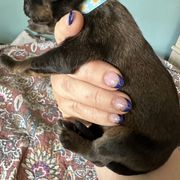 Female 2 - Tawny female Briard puppy in Spring Grove, North Carolina from Briards De Bejaune