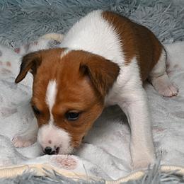Duke...Red male - Red and white male Basenji puppy in Eugene, Oregon from Basenji Puppies