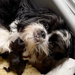 Banda - Shih Tzu