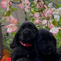 English Cocker Spaniel Puppies from Bellaluna English Cockers