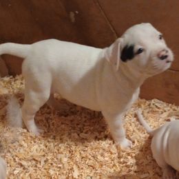 Puppy 5 green - White and brindle male American Bulldog puppy in Christiansburg, Virginia from Iron Will American Bulldogs