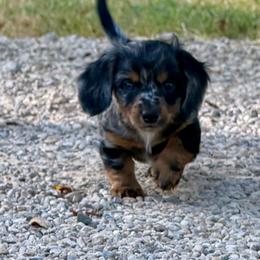 Toby - Dapple male Dachshund puppy in Mt. Vernon, Texas from Double B
