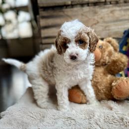 Reef - Blenheim male Cavapoo puppy in Orrstown, Pennsylvania from Pawfect Fur Friends