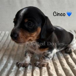 Cinco - Piebald male Dachshund puppy in Havana, Florida from Dotted Doxies