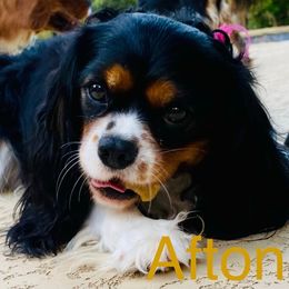 Afton - Cavalier King Charles Spaniel