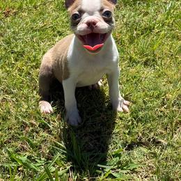 Lilac female - Lilac female Boston Terrier puppy in Madera Acres, California from Muggin Bostons Terriers and Mini Dachshund