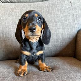 Abel - Black and tan male Dachshund puppy in Tonopah, Arizona from Brandie's Dachshunds