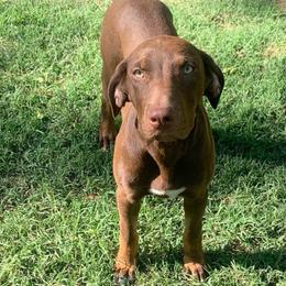 Rich Cat's Rumor - Chocolate female Catahoula Leopard Dog puppy in Gadsden, Alabama from Rich Cat’s