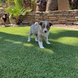 Miniature Australian Shepherd Puppies from B my Sunshines Mini Aussies