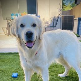 Oakley - Golden Retriever