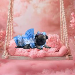 Pug Puppies from Precious Paws