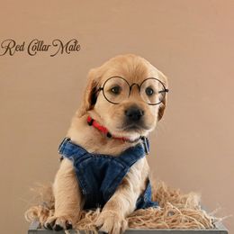 Theo - Golden male Golden Retriever puppy in Branchville, New Jersey from T Rose Golden Co.