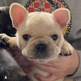 French Bulldog Puppies from Lost Coast French Bulldogs