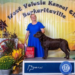 Bree - Labrador Retriever