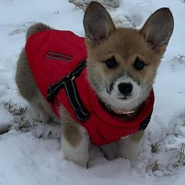 Pembroke Welsh Corgi Puppies from Linda Delarios
