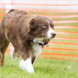 Australian Shepherd puppies from Parsons Australian Shepherds