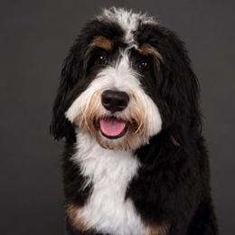 Tuck - Bernedoodle