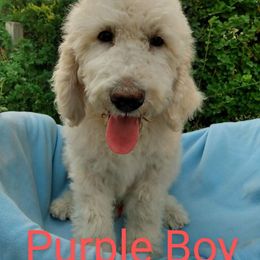 Purple Boy - Sheepadoodle puppy in Kimberly, Idaho from Wizardwood Doodles