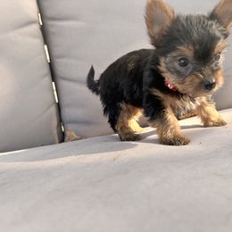 Yorkshire Terrier Puppies from Jaymele Fultz