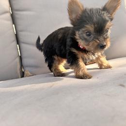 Yorkshire Terrier Puppies from Jaymele Fultz