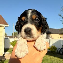 5th Pick Male - Blue belton and tan (tri-color) male Llewellin Setter puppy in Blackfoot, Idaho from Sand Hill Shepherds & Setters