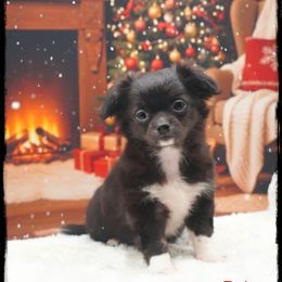 Jolly - Black and white female Chihuahua puppy in Demorest, Georgia from Sourpatch Chihuahuas