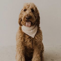Paisley - Goldendoodle