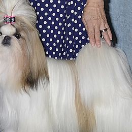 Mia - Shih Tzu