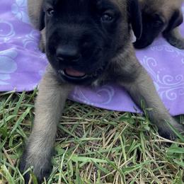 Mastiff Puppies from Treasure Coast Mastiffs