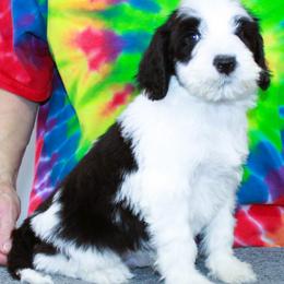 Blake - Black and white male Portuguese Water Dog puppy in Beatrice, Nebraska from Success Portuguese Water Dogs