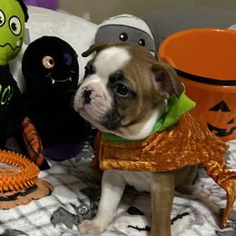 Boston Terrier and French Bulldog Puppies from Angie's Little Bostons And Frenchies