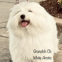 Kate - Coton de Tulear