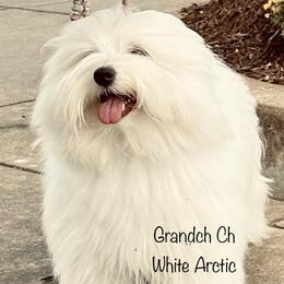 Kate - Coton de Tulear