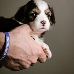 Toby - Black and tan male Pembroke Welsh Corgi puppy in South Otselic, New York from Ridge Top Corgis