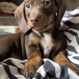 Houston - Dachshund