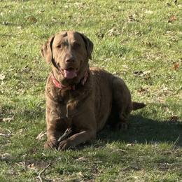 Dory - Chesapeake Bay Retriever