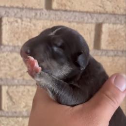 TONY - Black tan and white male Bull Terrier puppy in Montclair, California from LSDBULLS
