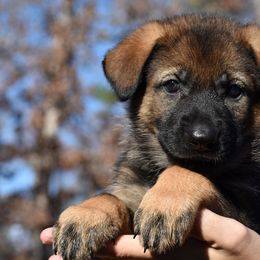 Sable Female (Green) - German Shepherd puppy in Oxford, Arkansas from Atlas Shepherds