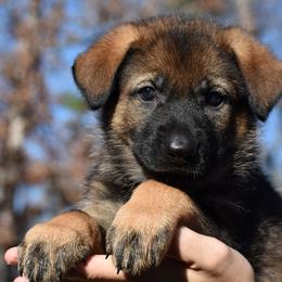 Sable Female (Green) - German Shepherd puppy in Oxford, Arkansas from Atlas Shepherds