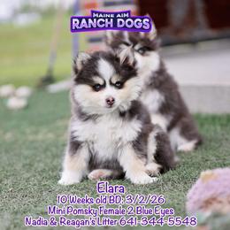Elara - Blue female Pomsky puppy in Humeston, Iowa from M.A.R. Dogs