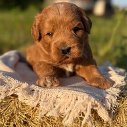 Austin - Parti male Goldendoodle puppy in Zeeland, Michigan from Dandelion Lane Doodles