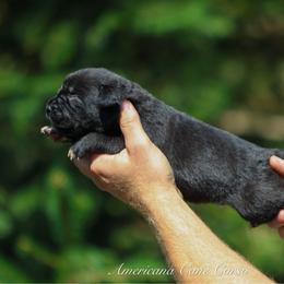 Knight - Black male Cane Corso puppy in Cable, Ohio from Americana Cane Corso