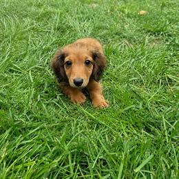 Dachshund puppies from Midwest Timberland Pups