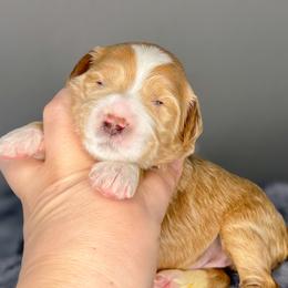Seahorse - Apricot female Goldendoodle puppy in Garden Grove, California from Sunkissed Doodles