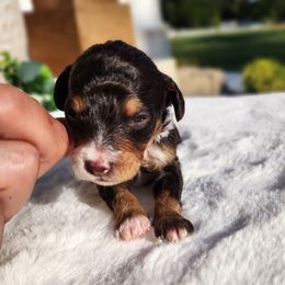 Diamo - Tri-color male Bernedoodle puppy in Dothan, Alabama from Farquharson's Poodles&Doodles